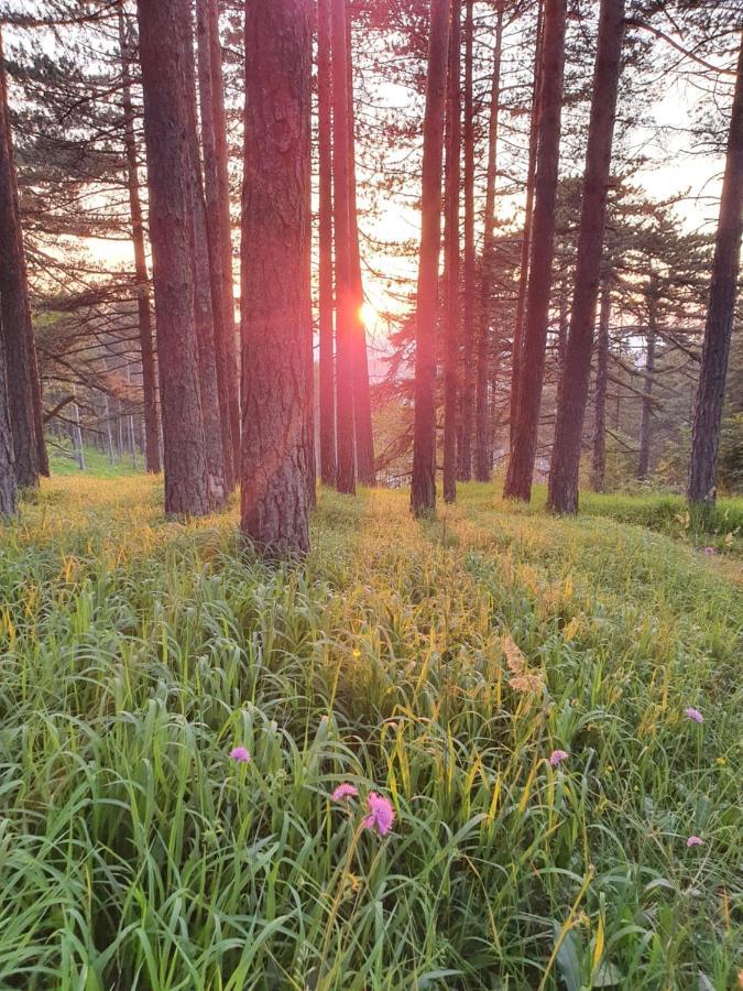 Malina * Zlatibor